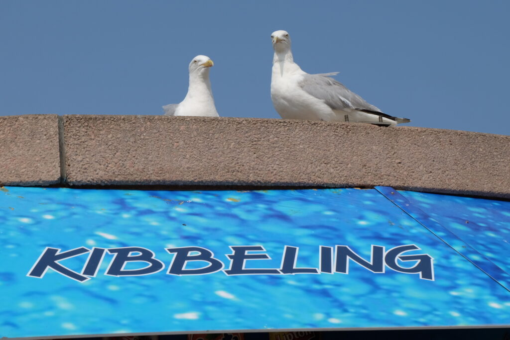 Recreatierit_meeuwen